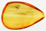 Fossil Wasp (Bethylidae) In Baltic Amber #381238-1